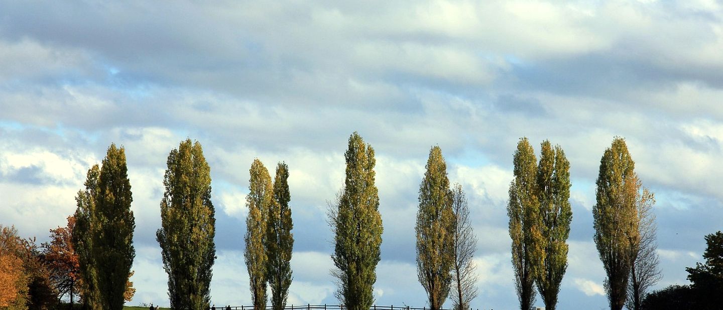 A row of poplar trees along a field under an open sky